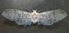 Paramysidia