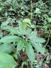 Pinellia pedatisecta