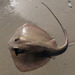 Bluntnose Stingray - Photo (c) toadlady1, some rights reserved (CC BY)