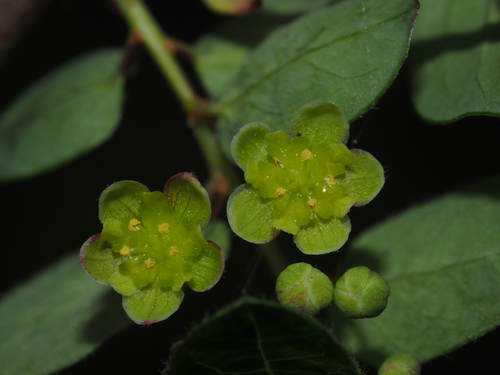 Leptopus chinensis (Bunge) Pojark.