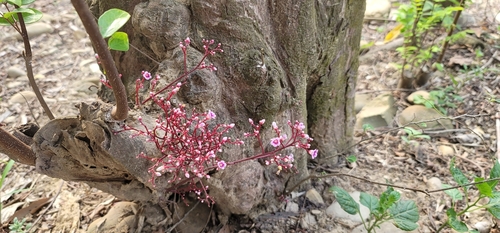 Averrhoa carambola