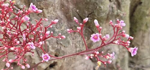 Averrhoa carambola