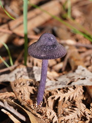 Entoloma panniculus