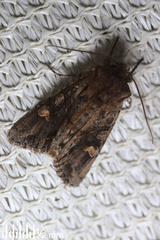 Ichneutica insignis