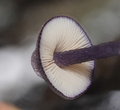 Entoloma panniculus
