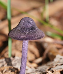 Entoloma panniculus