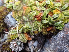 Anisotome imbricata