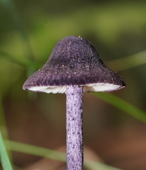 Entoloma panniculus