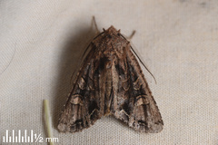 Ichneutica insignis