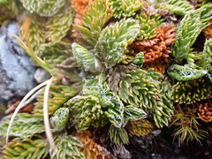 Anisotome imbricata