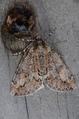 Pseudocoremia suavis