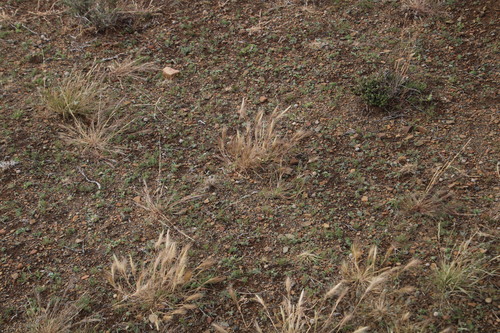 Image of Aristida congesta by (c) Tony Rebelo, some rights reserved (CC BY-SA)