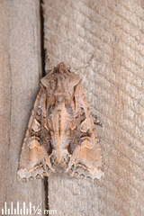 Ichneutica insignis
