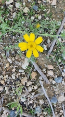 Anacyclus radiatus
