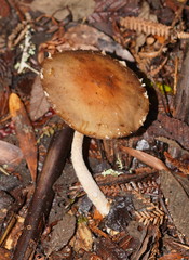 Stropharia formosa