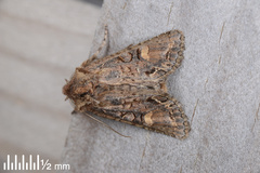 Ichneutica insignis