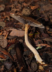 Stropharia formosa