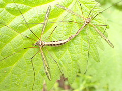 Tipula vittata