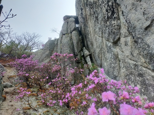 Image of Rhododendron sichotense by no rights reserved