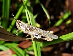 Catantops melanostictus