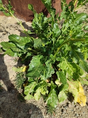 Beta vulgaris
