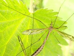 Tipula vittata