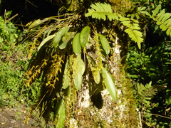 Stelis regalis