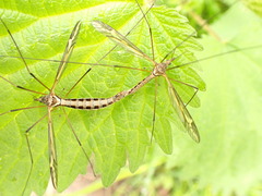 Tipula vittata