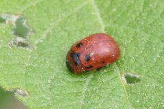 Gonioctena viminalis