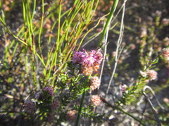 Erica pilosiflora