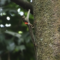 Draco blanfordii