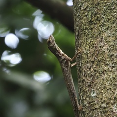 Draco blanfordii