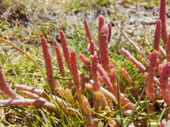 Salicornia natalensis