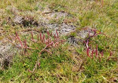 Salicornia natalensis