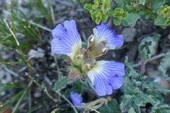 Blepharis procumbens