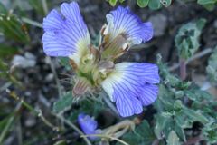 Blepharis procumbens