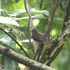 Cyanoderma erythropterum