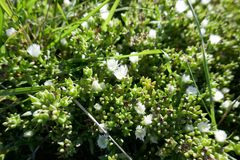 Delosperma uncinatum