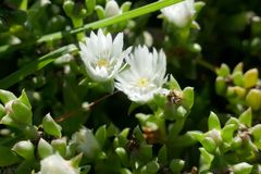 Delosperma uncinatum