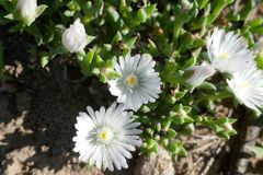 Delosperma uncinatum