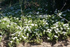 Delosperma uncinatum