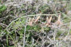 Dipcadi brevifolium