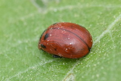 Gonioctena viminalis