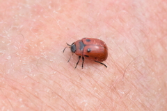 Gonioctena viminalis