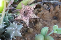 Huernia thuretii