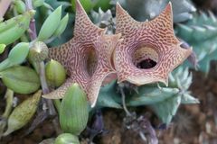 Huernia thuretii