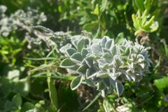 Indigofera tomentosa