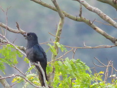 Cuculus clamosus clamosus