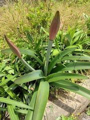 Hippeastrum striatum
