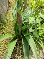 Hippeastrum striatum